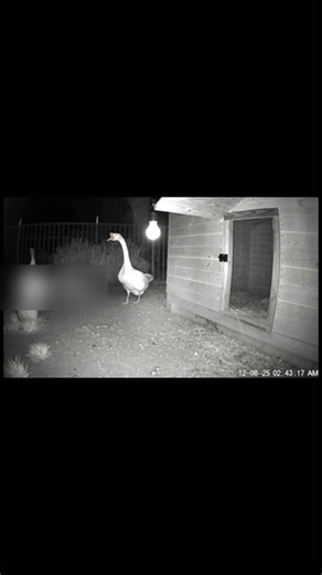 Two House Geese Turn Into Feathered Warriors, Forcing Coyote to Flee After Storming Their Coop
