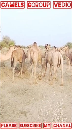 🐪A Beautiful Gathering of Camels & Their Babies in the Desert 🔥 #shortsvideo