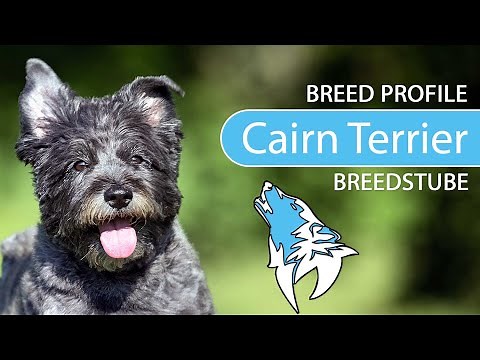 ► Cairn Terrier Breed [2021] Temperament & Training