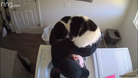Cat Wants to Help With Laundry