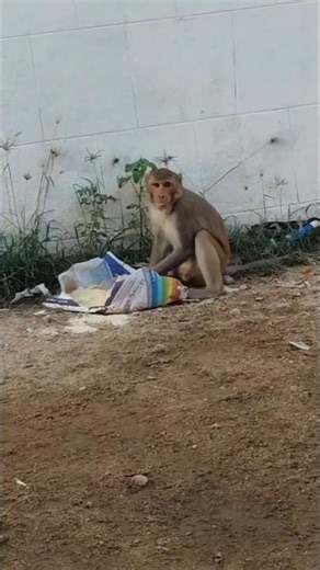 నాచురల్ బ్యూటీ🤦#VijjuReyanshi17