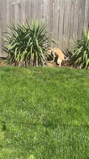 dog watching squirrel?