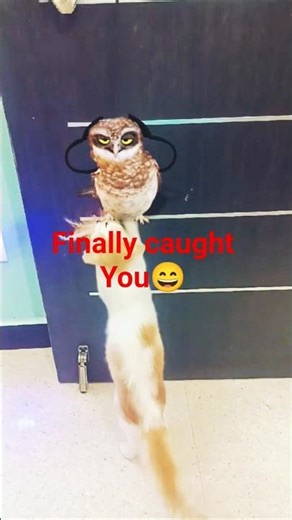 My Cat Tried to Catch an Owl 😱😂 #shorts