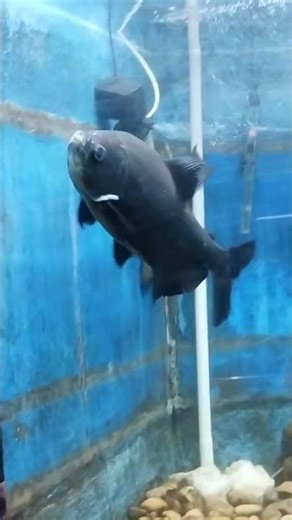 🐠 Fish in Zoo | Colorful Underwater World Experience 🐟