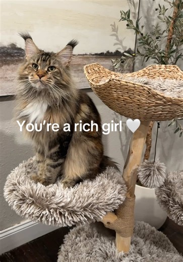 The Cutest Cat Tree You Need for Your Cat