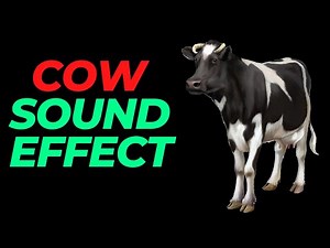 Cow sound effect no copyright Cow noises Cow Moo sounds HQ cow sound