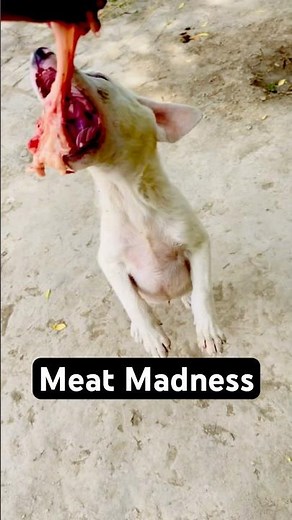 Cute Puppy in Feeding Frenzy