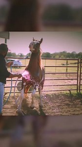 321K views · 4.7K reactions | Horse training doesn't have to be all...