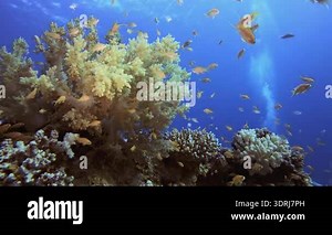 Coral reef and tropical Fish.