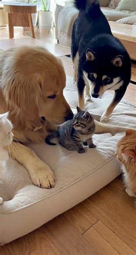 On the bed lies a tiny kitten #adorable #cute #adorably #shorts #cat #dog
