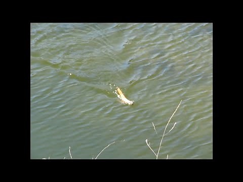 Weasel swimming across a river