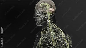 Human brain nervous system anatomy, medical diagram with parasympathetic and sympathetic nerves. medically accurate, 3d render