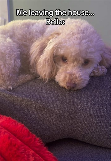 The way she waits for me breaks my heart every time 🥹 #toypoodle #dogmom #poodletok #dogsoftiktok #mygirlfriend