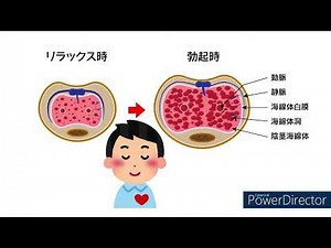 初めてのED診療②【男性はなぜ勃起するのですか？～EDになるメカニズム】