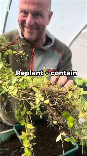 Vinca (Periwinkle) — Tidy, Multiply, Contain