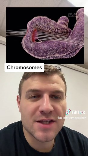 Chromosomes Separating During Mitosis: A Detailed Look