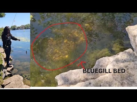 How to catch bedding bluegill