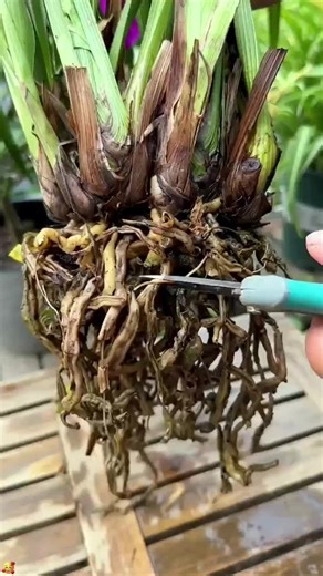 Tips for cultivating Bacillus subtilis to prevent root rot and yellow leaves.