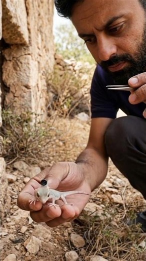 Real Lizard POV | Hidden Ecosystem Caught on Micro Camera