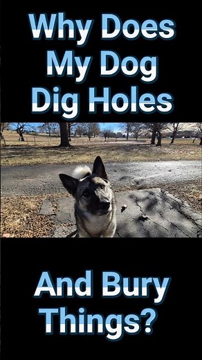 Why Does My Dog Dig Holes And Bury Things #digger #dogtraining