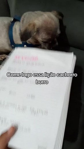 Come logo🙄🙄#fy#fyppppppppppppppppppppppp #vaiprofycaramba #escola #lição#tiktok#viral#fypage #cachorro #ironia
