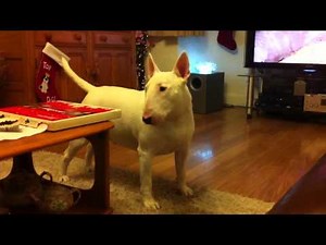 English bullterrier protective (kc only the strong)
