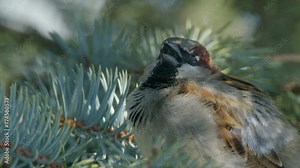 Male House Sparrow on spruce tree branch chirps over and over, closeup