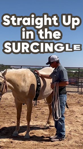 #STRAIGHTUP on the #SURCINGLE #driving a #younghorse #training #colts #riding #horses #horsetraining #fyp #mankinsperformancehorses #reining #cowhorse #futurity #horsesoftiktok #horsetok #reinedcowhorse #fypシ #cowboy #horsemanship #palomino #hickoryhollytime #grounddriving #cuttinghorse #showhorse #pets #traininghorses #horsey #babies #animals