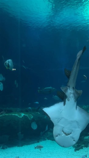 Сила и спокойствие океана. #Orientarium #zoolodz #oceanarium #lodz #лодзь