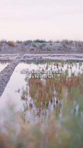 Découvrez la salicorne, trésor des marais salants de Guérande ! 🌿 Riche en protéines et naturellement savoureuse, elle pousse dans des sols salés et se récolte de juin à septembre. Marinée dans du vinaigre, elle devient un condiment original. Parfaite dans une omelette, en salade, ou avec des œufs, des pâtes et du risotto. Découvrez la salicorne à la boutique de Terre de sel ! Notre astuce : associez la salicorne aux sels Le Guérandais pour une explosion de saveurs en bouche. 👌 | Le Guérandais