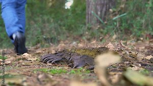 female foot in sneakers steps into cow shit on path. man passes her foot on cow shit while walking along forest path.