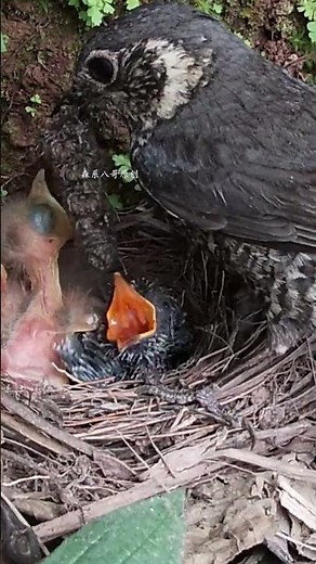The bird father brought back the oversized bug, but the cuckoo did not eat it鸟爸爸带回超大的虫子，杜鹃鸟很激动，却没有吃到