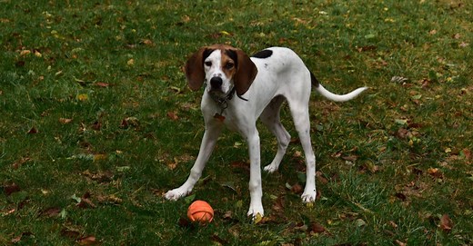 Treeing Walker Coonhound Lifespan: Average Life Expectancy and More!