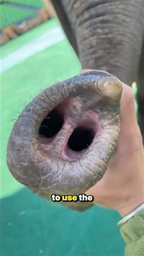 How Do Elephants Clean Their Trunk? (Surprising Facts)