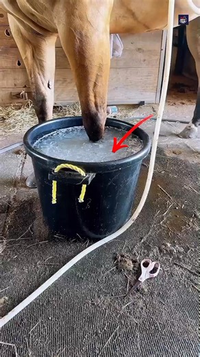 Why Horses Put Their Legs in Ice Water! 🐎❄️ | Shocking Race Horse Fact #shorts Have you ever seen horses dipping their legs in ice water? 🐴❄️ It’s not for fun — it’s for recovery! After intense races or heavy training, a horse’s legs heat up and start swelling. So trainers give them an ice bath for 15–20 minutes to cool the muscles, reduce swelling, and stop injuries before the next race. A simple trick that keeps racehorses powerful and ready to run again! 🏁 #HorseFacts #AnimalCare #FactNest