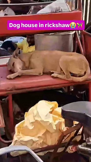 Dog house in rickshaw😭🦮#trending #instagram #viral #respect #dogs | Bodybuilder Rocky 2
