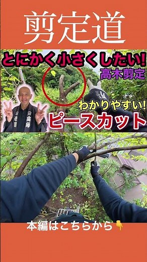 I just want to make it smaller! Pruning tall trees - Easy-to-understand piece cut #Tall tree prun...