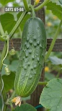🥒 Cucumber Plant Growth | From Seedling to Harvest | Day-by-Day Growing Guide | Time-Lapse