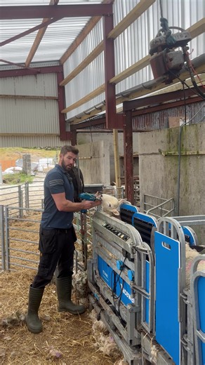 SFIS Northern Ireland: Apply to Save up to £6,196 on a Racewell Sheep Handler