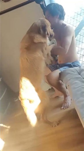 Pababy muna kay Daddy #fypage #goldenretriever #fypyoutube #funny #fyp #foryou #doglife #dog #dogs