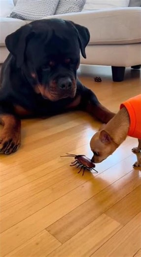 Call The Exterminator!" 🪳 Big Dog Scared Of Giant Remote Control Cockroach!