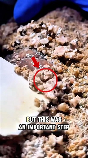 Part 1: They Thought This Sea Turtle’s Shell Was Beyond Saving #SeaTurtle #TurtleRescue #Barnacles