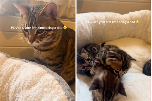 First time cat dad’s reaction to kittens melts hearts: "Now what"