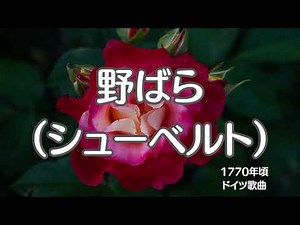 シューベルト の 野ばら 野薔薇