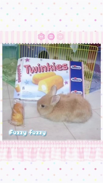 Bunny Moodboard: Cute Bunnies Photo Collection