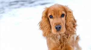 105K views · 3.3K reactions | English Cocker Spaniel  Cute &...