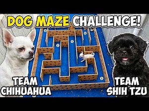 Dog IQ Test | Giant Maze Challenge!