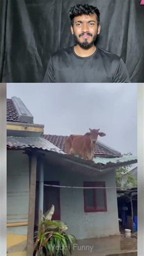 Try not to laugh challenge 1044😂#shorts #funny