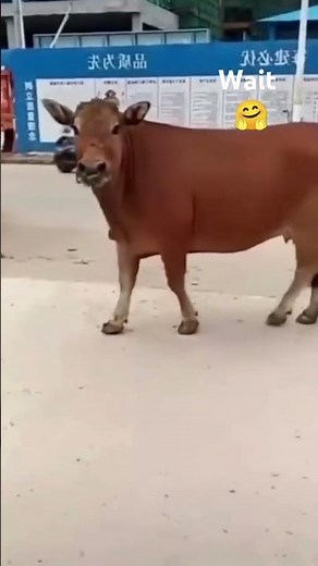 Best Short Comedy Videos (Funny Shorts Compilation)