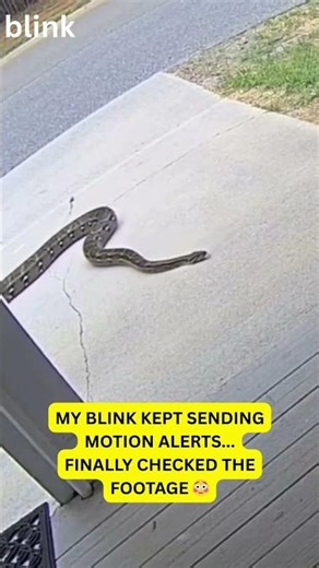Huge Snake Caught on Security Camera Crossing My Driveway #caught #cctv #3am
